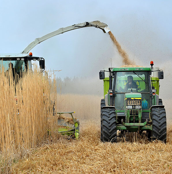 Biomasas agrícolas