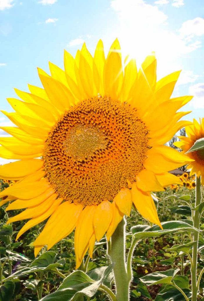 biodiesel-girasoles